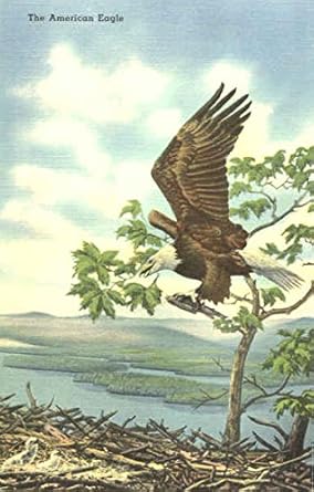 Amazoncom The American Bald Eagle Birds Original Vintage