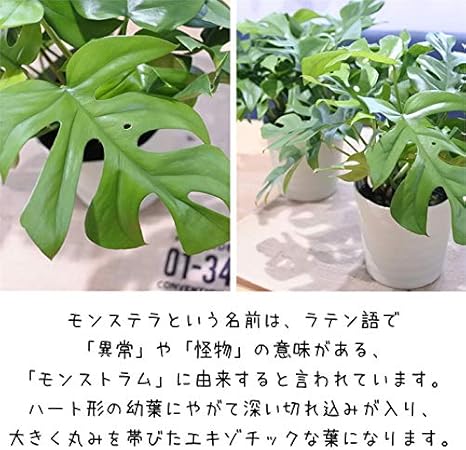 Amazon Co Jp Princess Monstera Himemonsutera Little Princess Magical Leaf Monstera Plants 5 Vase Home Kitchen Amazon Co Jp Princess Monstera Himemonsutera Little Princess Magical Leaf Monstera Plants 5 Vase Home Kitchen