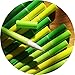 BUOP Novelty Design Narcissus Flower Style Ball Point Pen, Cute Cartoon Silicone Flower Fine Point Black Rollerball Gel Ink Pen, Two Dozen (24pcs) Box