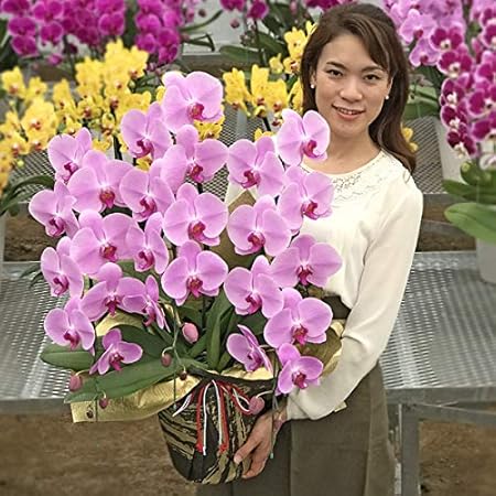 Amazon ふじみ野ラン園 幸せが飛んでくる胡蝶蘭 生花 年度末 お誕生日ギフトに最適 ご自宅用としても楽しめる花持ち抜群胡蝶蘭3本立ち 生花 ギフト ピンク 木札付き スタンダードタイプ 開店祝 開業祝 移転祝 引越し祝 叙勲 当選 敬老 誕生日 御供 その他各種贈答用に