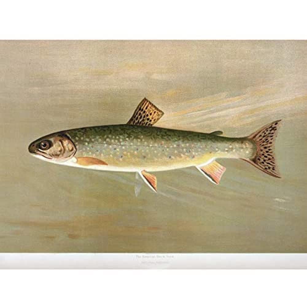 Artery8 Petrie North American Fishes Brook Trout Illustration Art Print Canvas Premium Wall Decor Poster Mural