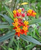 organic Scarlet Milkweed Asclepias curassavica Monarch Butterfly 5 seeds