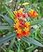organic Scarlet Milkweed Asclepias curassavica Monarch Butterfly 5 seeds