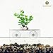SunGrow Aquarium Shelf, 7-inches by 2.75-inches by 4.75-inches, Extra Level for Substrate and Live Plants, Crystal Clear Transparent Ledge, Holds up to 5 Pounds
