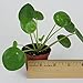 50Pcs Pilea Peperomioides Money Plant Seeds Tree Pancake Shape Home Garden Decor