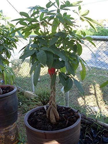 AGROBITS New! 5 Pachira Seeds, Pachira Macrocarpa Money Tree Pachira Aquatica ??????
