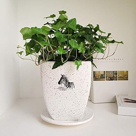 Amazon Co Jp ヨーロピアンスタイルクリエイティブ多肉植物セラミックゼブラ植木鉢シンプルな手作り家庭用屋内屋外デスクトップ装飾鉢植えフラワーポットオフィス装飾ギフトフェンスフラワーポット ホーム キッチン