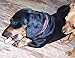 Deer Valley Dog Chews (Tiny 6 Pack, 4-6 Inches) - Premium Deer Antler for Small Dogs - Ideal Size for Puppies - Sourced in The USA