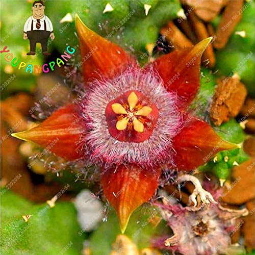 Exotic Rare Cactus Bonsai Stapelia Pulchella Bonsai Lithops Mix Succulents for Home Garden Flower Bonsai 200 Pcs - (Color: 7)