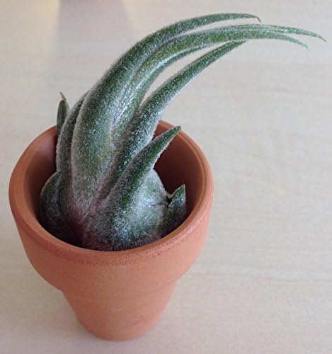 Tillandsia Air Plant in a small clay pot. Perfect for the kitchen window, office desk, patio, or wherever you would like