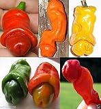 Peter 10 Seeds (Capsicum Annuum) Mixed Color - Red, Orange and Yellow Peter