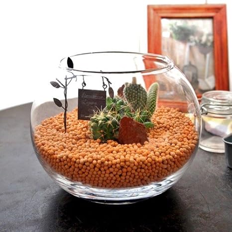 Amazon 父の日 フラワーギフト 観葉植物 テラリウムカクタス 日比谷花壇 観葉植物 オンライン通販