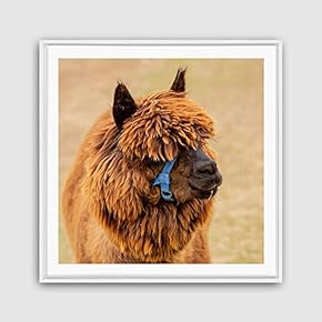 Framed Canvas Wall Art Alpaca Canvas Prints Home Artwork Decoration for Living Room,Bedroom - 16x16 inches