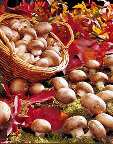 Risitar Graines Rare Champignon Brun De Paris Graines De