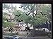 JnM Vinyl Studio Halloween Window Cling Set of Bats a Tree and Haunted House 8 x 11.5 Sheet Black
