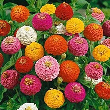 LIVE GREEN Zinnia Double Mixed Flower F1 Hybrid Seeds