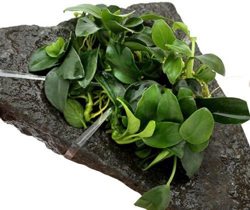 最新エルメス のプチ B00uf4bg9u ゲーム 輝板石 Mサイズ 1個 正規品送料無料 激安超特価 Pcソフト 水草 アヌビアスナナ 本州 四国限定 生体 腕時計 新作製品 世界最高品質人気 100 品質保証