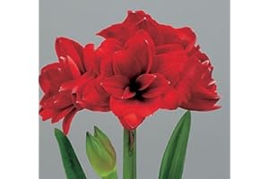 DAYLILY NURSERY Double Dragon Amaryllis Bulb - Double Blooming Amaryllis, Easy to Grow Bulbs