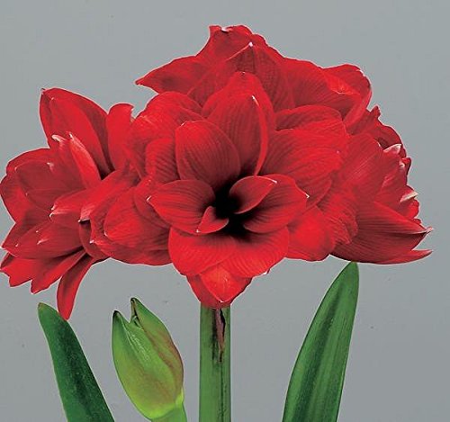 Photo 1 of *** LEAKING*** Double Dragon Amaryllis Bulb - Double Blooming Amaryllis, Easy to Grow Bulbs