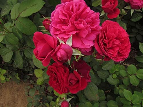 30+ Tess Of The D&#039;urbervilles David Austin Rose Pics