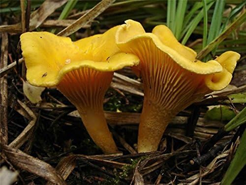25 G Bio Dried any dry seeds infected of Spores Yellow Chanterelle Cantharellus Mushroom Fungus seeds