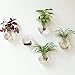 Mkono 2 Pack Wall Planter Propagation Station Hanging Plant Terrarium Glass Planter for Indoor Decor, Clear Hexagon Shape