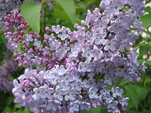 AAA Candle Supply Fragrance Oils (4oz, Lilac)