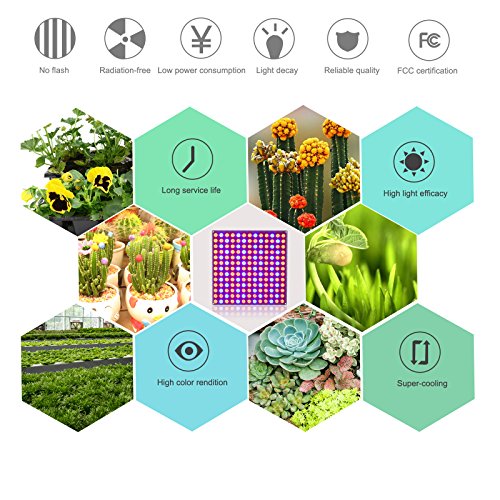 2 Roleadro+Reflector+Growing+Seeding+Flowering