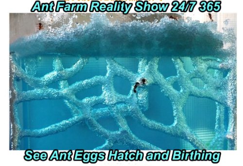 New! Ant Farm (Pink) Reality Show 24/7 365