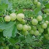 Gooseberry - 'Pixwell' - Ribes hirtellum
