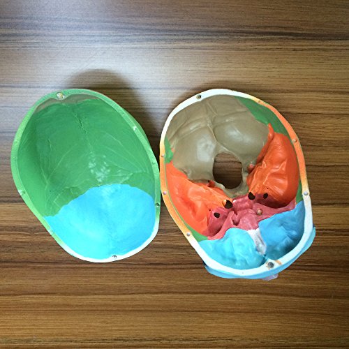 image for Skull Model,OIF Human Skull Map Anatomical Scientific Included Full Se