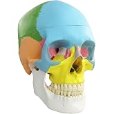 NEW HORIZON Anatomy Skull Model,Human Medical Skull Model Dental ClinicTeaching Equipment,Medical Teaching Learning