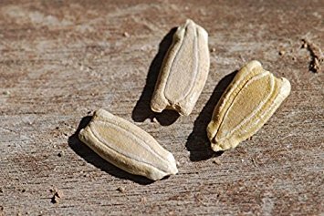 25 Birdhouse Gourd Seeds