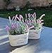 Butterfly Craze Artificial Lavender Plants in Rustic Wooden Planters - Lifelike, Stunning Faux Silk Purple Flowers Perfect for Elevating Your Patio, Home Décor, or Office (Set of Two), White Pots