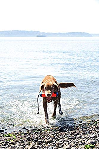 Chuckit! Amphibious Bumper - Image 3