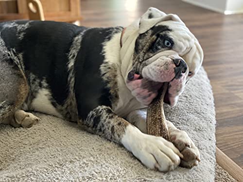 elkhorn premium chews