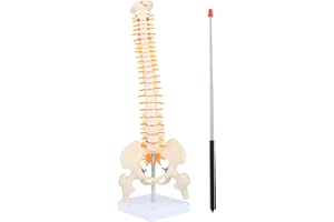 1/2 Life Size Spine Anatomy Model - 17.7 inch Human Spine Model with Spinal Nerves, Pelvis, and Femur, Includes Stand and Poi