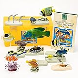 (Companion of fish that live in the coral reef) three-dimensional picture book Real Figure box Coral Reef Fish (japan import)