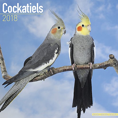 2025 2026 Cockatiels Calendar - 16 Months 12" x 24" Monthsly Wall Planner, Thick No-Bleed Paper, Large Grid, Giftable African Bird Calendar for Teachers, Home, Office, Made in USA