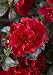 Encore Azalea® Autumn FireTM