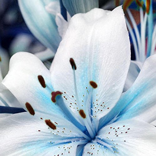 1 Bag Blue Heart Lily Plant Seeds, Fragrance Lily Flower Seeds Plant for Home Garden Potted Bonsai Planting Decor - Thumbnail 4