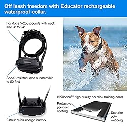Educator RX-1000 Receiver On Biothane Collar for