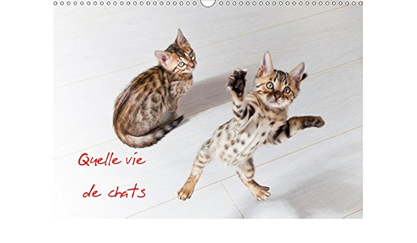 Quelle Vie De Chats 18 Chats Et Chatons Calvendo Animaux French Edition Dardenne C Amazon Com Books