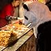 Thumbsup UK, Panda Mask Costume