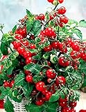 Dwarf Bush Tomatoes Seeds for Planting 20+ Seeds