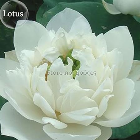 Amazon Com Solution Seeds Farm Heirloom Nelumbo Nucifera Woo Wall Unique Lotus White Big Blooming Flower 5 Seeds Aquatic Plant Long Flowering Time Garden Outdoor