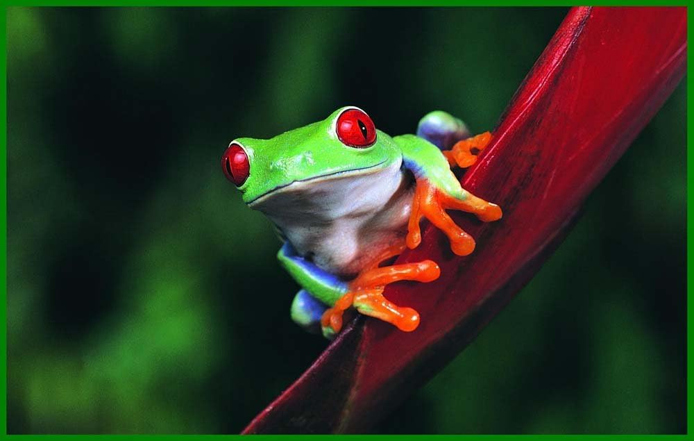 amazon com green blue frog with orange feet etched vinyl stained glass film static cling window decal home kitchen green blue frog with orange feet etched vinyl stained glass film static cling window decal