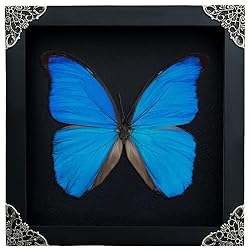 Real Framed Morpho Butterfly Beetle Cicada Scorpion