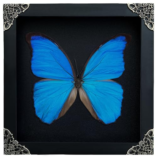 Real Framed Morpho Butterfly Beetle Cicada Scorpion