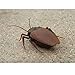 Top Race Infrared Remote Control Fake Giant Cockroach Prank Insects RC Toy Scary Bugs Trick for Party – TR-A20